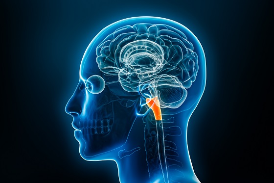 Trunchiul cerebral: anatomie, functii si importanta sa in sistemul nervos central