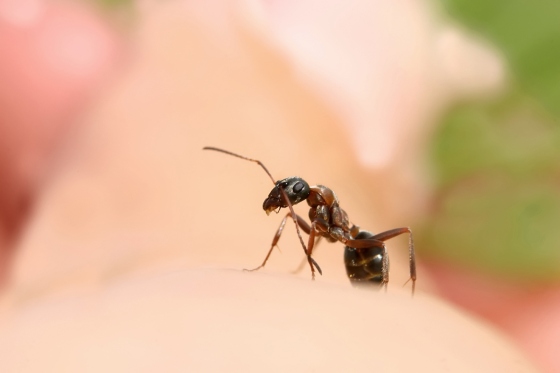 Muscatura de furnica la copii: simptome si primul ajutor