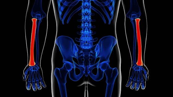 Totul despre osul radius: anatomie, functii si afectiuni