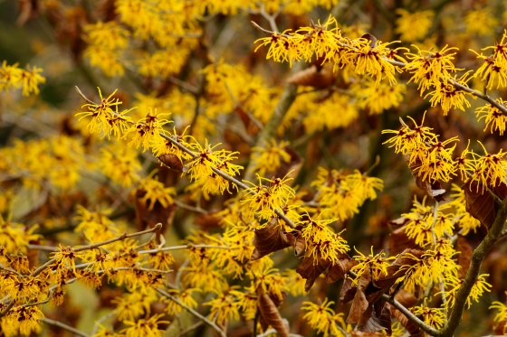 Hamamelis, un arbore cu proprietati medicinale puternice