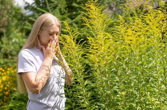 Alergia la ambrozie – ce simptome apar si cum le puteti ameliora?