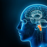 Trunchiul cerebral: anatomie, functii si importanta sa in sistemul nervos central