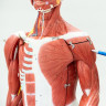 Sistemul muscular uman: structura si functii principale