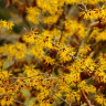 Hamamelis, un arbore cu proprietati medicinale puternice