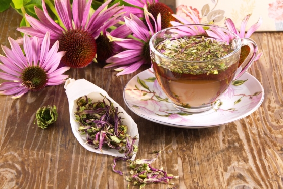 echinacea-beneficii-imunitate