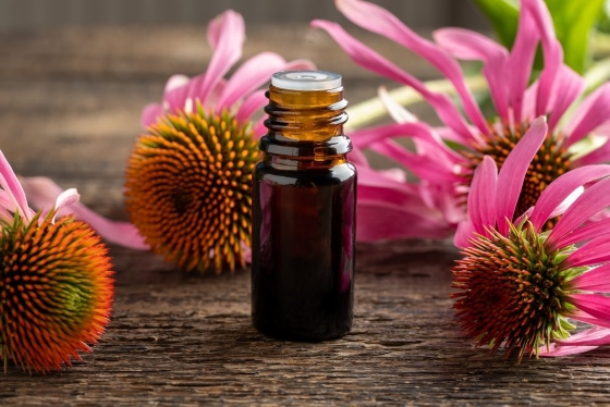 echinacea-beneficii-piele