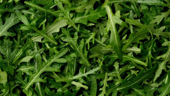 rucola-slabit