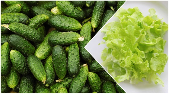 castravetii si salata iceberg - nutritie